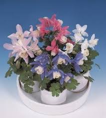 Image result for Aquilegia pompom mix
