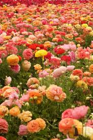 Ranunculus Carlsbad Flower Fields Carlsbad California Flower Field Beautiful Flowers Carlsbad Flower Fields