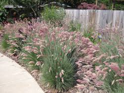 Image result for Melinis nerviglumis