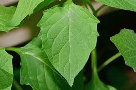 Image result for Solanum aculeatissimum