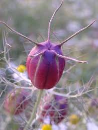 Lupines provide dark blue, purple, yellow, pink and white color in the garden. 220 Seed Pods Ideas Seed Pods Pods Seeds