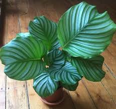 Why Are My Calathea Leaves Curling Causes And Solutions Smart Garden Guide Calathea Orbifolia Calathea Plant Calathea