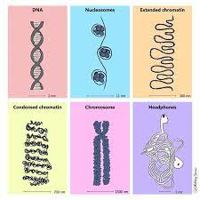 Science Memes For Smart People With Big Brains In 2021 Biology Humor Biology Jokes Science Memes