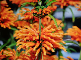 Image result for Leonotis decadonta