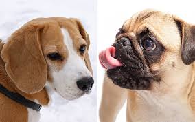 a complete guide to the puggle a pug beagle mix breed