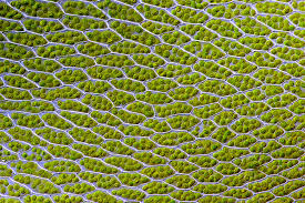 Plant cells are the basic unit and building blocks of life in organisms of the kingdom plantae. Unique Features Of Animal And Plant Cells Biology For Majors I