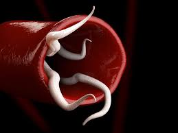 Image result for Helminth