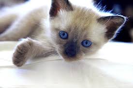 Animals and pets baby animals funny animals cute animals puppies and kitties cute puppies cats and kittens doggies kittens meowing. Cat Kitten Puppies Baby Animal Cute Animal Candy Sweet Little Curious Blue Eye Pikist