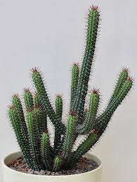 Image result for Monadenium rugosum
