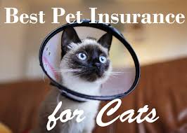 With any pet insurance policy from pets best, you can rest assured that you will receive exceptional coverage, personal customer service, and fast and accurate claim processing. Best Pet Insurance Companies For Cats In 2021 Cat Mania