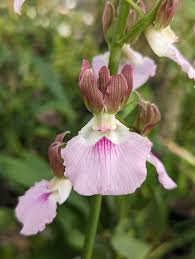 Image result for Eulophia guineensis