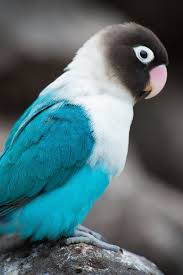 White Bird With Crazy Hair 10 Pictures With Wonderful And Cute Animals And Pets Parrot Pet Colorful Parrots Pet Birds