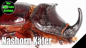 Der nashornkäfer hat, wie alle verwandten arten, drei larvenstadien. Interessante Tiere Nashornkafer Youtube