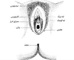 پرده بکارت - ویکی‌پدیا، دانشنامهٔ آزاد