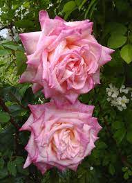Kordes' perfecta rose (pink and white blend). Rose Rosa Kordes Perfecta Cl In The Roses Database Garden Org