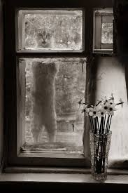 Amo Sem Fim Crazy Cats Cat Window Cats