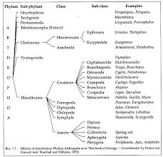 phylum arthropoda features and classification with diagram