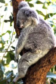 I Don T Think Any Animal Can Ever Look As Relaxed As A Koala Sleeping Haha He Looks Comfy Koala Animals Beautiful Koala Bear