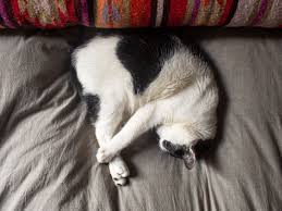 They have to grow up: Understanding Your Sleepy Cat