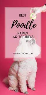 Best Poodle Names 42 Cute Ideas With Video Petshoper Girl Dog Names Girl And Dog Poodle