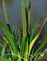 Water Ribbons WT Landcare Flora Index