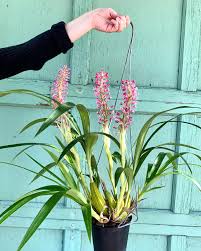 Image result for Lessertia macrostachya