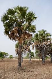 Image result for Borassus aethiopum