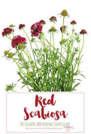 Take a look at the seven beautiful (and informative) flat lays below detailing various types of wedding flowers with the corresponding names right next to it. Names And Types Of Red Wedding Flowers With Seasons Pics Red Wedding Flowers Purple Wedding Flowers Burgundy Wedding Flowers