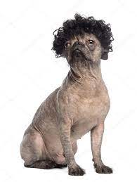 Hairless Mixed Breed Dog Mix Between A French Bulldog And A Chinese Crested Dog Sitting Looking Away And Wearing A Black Curly Wig In Front Of White Background Stock Photo By C Lifeonwhite 24524683