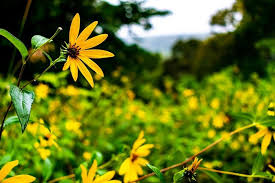 Flowerama of iowa city created amazing custom flowers for our booth at the 2015 iowa wedding expo this year. Ledges State Park Iowa Dnr
