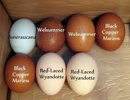 Bird Egg White With Brown Speckles If You Were Ever Curious Why Your Eggs Were Brown Or White Chickens Backyard Best Egg Laying Chickens Raising Backyard Chickens