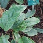 Image result for Begonia squamulosa