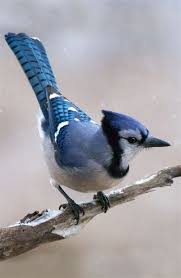 Birds Of A Feather Cast 2020 The Blue Jay Canadian Lovely In 2020 Blue Jay Colorful Birds Blue Jay Bird
