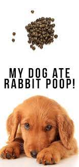 What Happens If A Dog Eats Rabbit Poop Online
