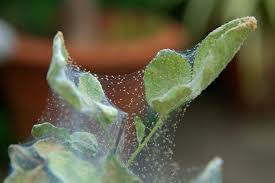 Image result for spider mites cucumber plants