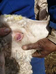 Eye Blue Discolouration Of The Surface In An Angora Goat