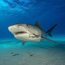 Brian Skerry On Instagram Photo By Brianskerry A Large Tiger Shark With Two Hooks In Its Mouth Swims Over A Shallow Water Sand Flats In The Northern Bahamas