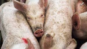 The united states department of agriculture (usda) one common mistake is to compare african swine fever virus with classical swine fever (csf) — although the symptoms of these two diseases are. African Swine Fever An Overview Olmix