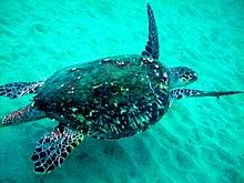A group of ocean frontiers divers spot a hawksbill turtle feeding on thimble jellies at northern lights dive site, east end, grand cayman. Hawksbill Sea Turtle Wikipedia