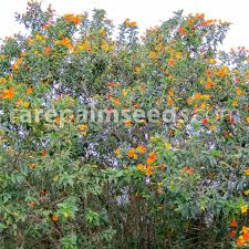 Image result for Streptosolen