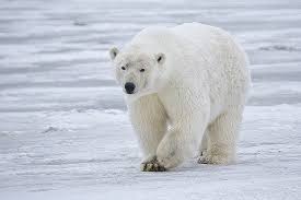 Tundra Energy Pyramid Biology Dictionary