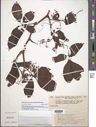 Image result for Cyphostemma heterotrichum