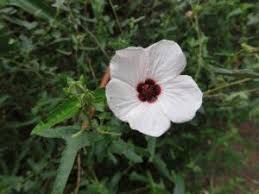 Image result for Pavonia senegalensis