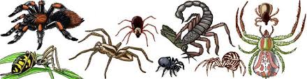 How to clear your sinuses in 20 seconds with your tongue. Risks In Iraq Animals Reptiles And Insects Part 3 Spiders Scorpions Insects