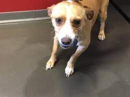 Chihuahua Dog For Adoption In Pomona California I1317964 In Pomona California Chihuahua Dogs Chihuahua Dog Adoption