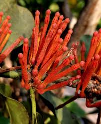 Image result for Phragmanthera usuiensis