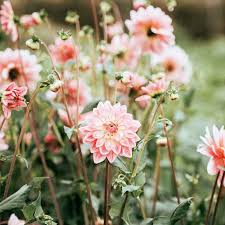 Flowers bring smile on our face, so here we have picked and placed the most beautiful flowers in the world all together for you. The 10 Most Beautiful Flowers In The World