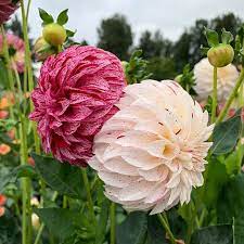 Bloomquist Kevin G Flowers Dahlia Instagram Photo