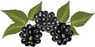 Blackberry Png Image Blackberry Png Images Berries