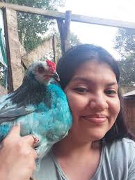 What breed is my blue dyed rooster?